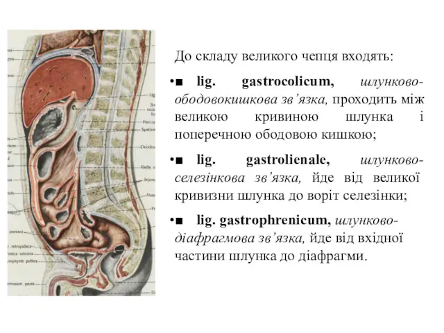 До складу великого чепця входять: ■ lig. gastrocolicum, шлунково-ободовокишкова зв’язка, проходить мiж великою