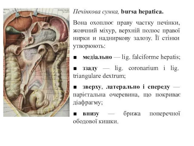 Печiнкова сумка, bursa hepatica. Вона охоплює праву частку печiнки, жовчний мiхур, верхнiй полюс