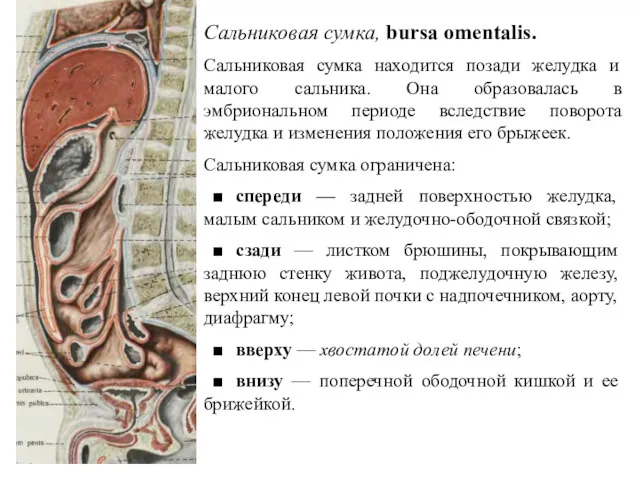 Сальниковая сумка, bursa omentalis. Сальниковая сумка находится позади желудка и малого сальника. Она