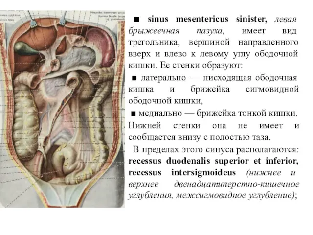 ■ sinus mesentericus sinister, левая брыжеечная пазуха, имеет вид трегольника, вершиной направленного вверх