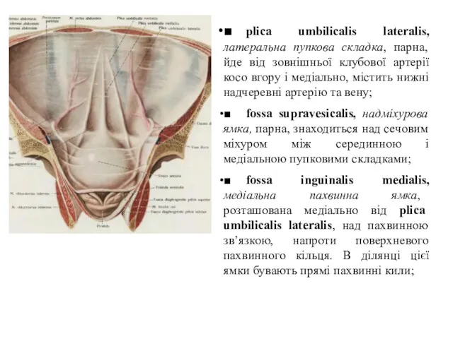 ■ plica umbilicalis lateralis, латеральна пупкова складка, парна, йде вiд зовнiшньої клубової артерiї