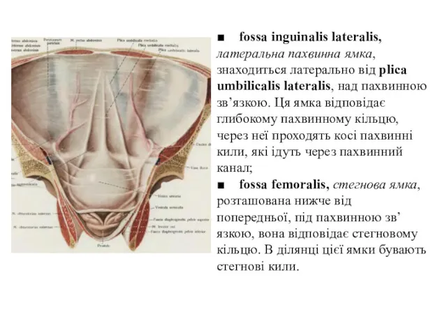 ■ fossa inguinalis lateralis, латеральна пахвинна ямка, знаходиться латерально вiд plica umbilicalis lateralis,