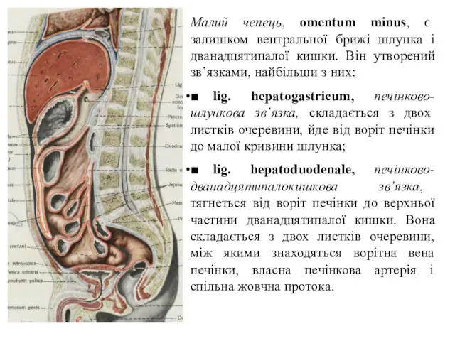 Малий чепець, omentum minus, є залишком вентральної брижi шлунка i дванадцятипалої кишки. Вiн