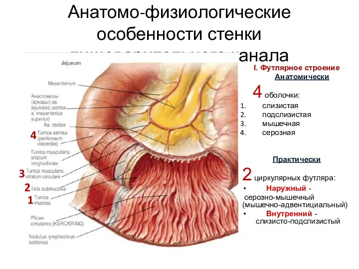 Анатомо-физиологические особенности стенки пищеварительного канала I. Футлярное строение Анатомически 4 оболочки: слизистая подслизистая
