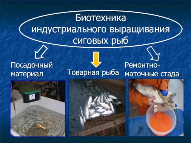 Биотехника индустриального выращивания сиговых рыб Посадочный материал Товарная рыба Ремонтно-маточные стада