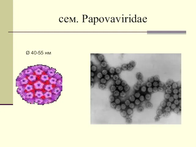 сем. Papovaviridae Ø 40-55 нм
