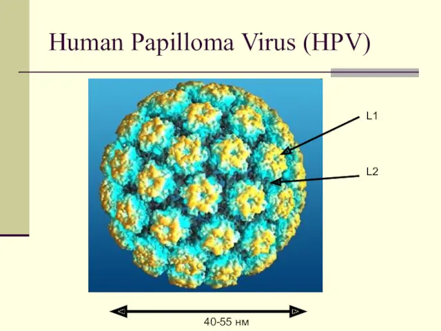 Human Papilloma Virus (HPV) 40-55 нм L1 L2