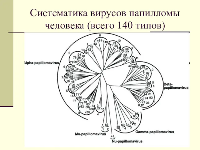 Систематика вирусов папилломы человека (всего 140 типов)