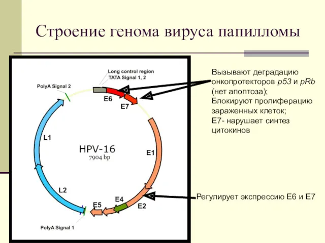 Строение генома вируса папилломы Вызывают деградацию онкопротекторов р53 и pRb (нет апоптоза); Блокируют