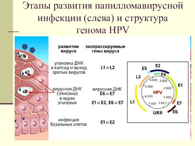 Этапы развития папилломавирусной инфекции (слева) и структура генома HPV