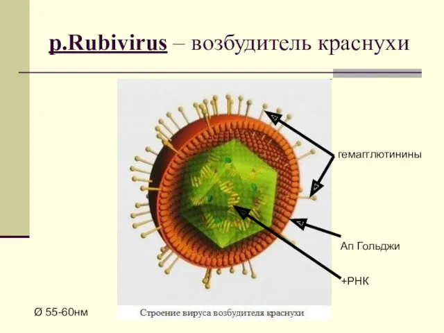 р.Rubivirus – возбудитель краснухи Ø 55-60нм гемагглютинины Ап Гольджи +РНК
