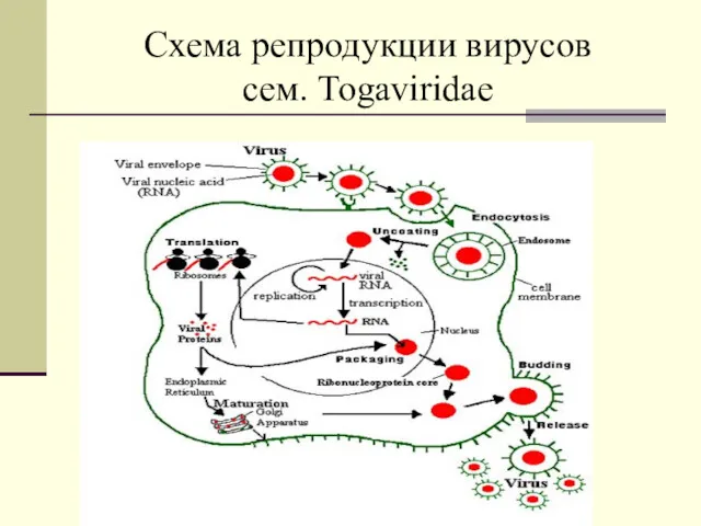 Схема репродукции вирусов сем. Togaviridae