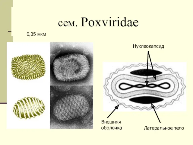 сем. Poxviridae Внешняя оболочка Нуклеокапсид Латеральное тело 0,35 мкм