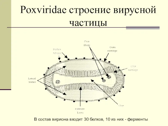 Poxviridae строение вирусной частицы В состав вириона входит 30 белков, 10 из них - ферменты