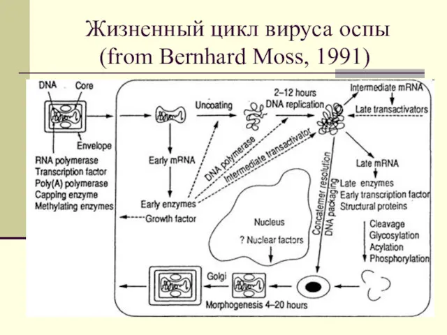 Жизненный цикл вируса оспы (from Bernhard Moss, 1991)