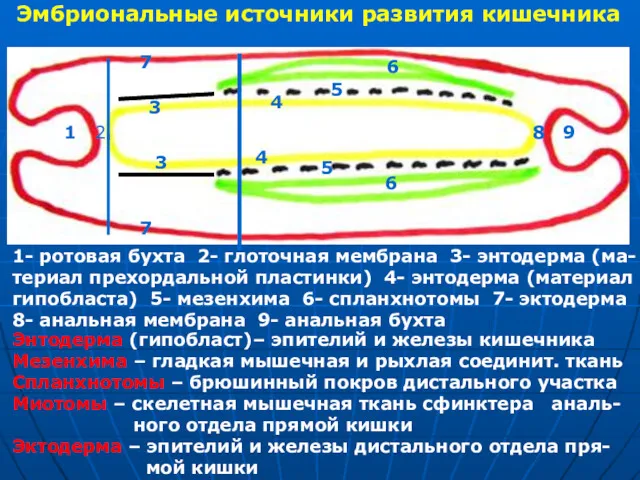 Эмбриональные источники развития кишечника 1 2 3 4 5 6