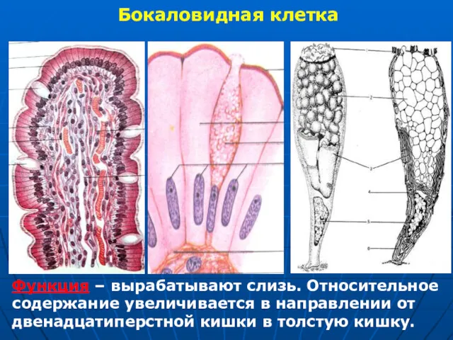 Бокаловидная клетка Функция – вырабатывают слизь. Относительное содержание увеличивается в