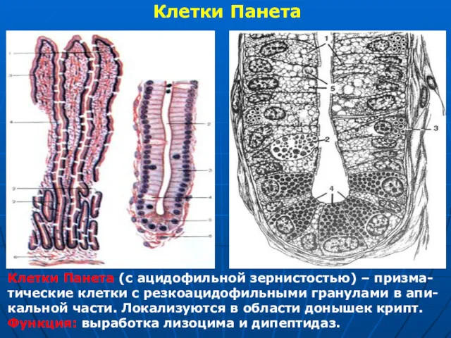 Клетки Панета Клетки Панета (с ацидофильной зернистостью) – призма-тические клетки