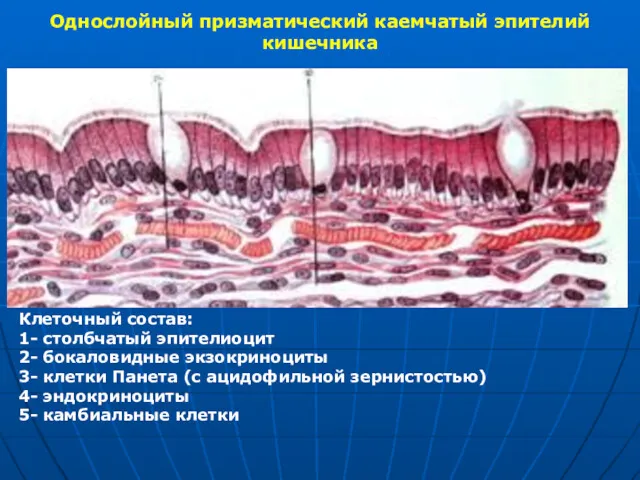 Однослойный призматический каемчатый эпителий кишечника Клеточный состав: 1- столбчатый эпителиоцит