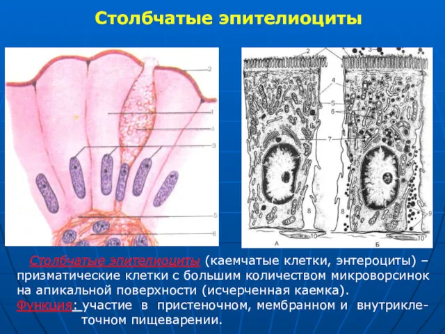 Столбчатые эпителиоциты Столбчатые эпителиоциты (каемчатые клетки, энтероциты) – призматические клетки