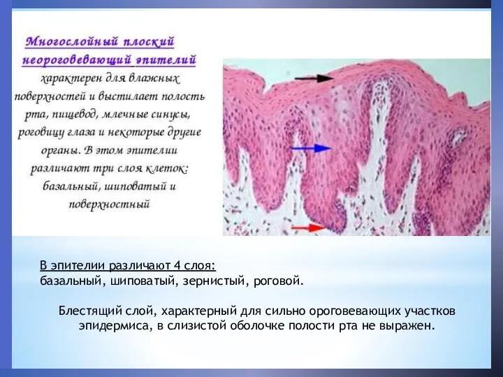 В эпителии различают 4 слоя: базальный, шиповатый, зернистый, роговой. Блестящий