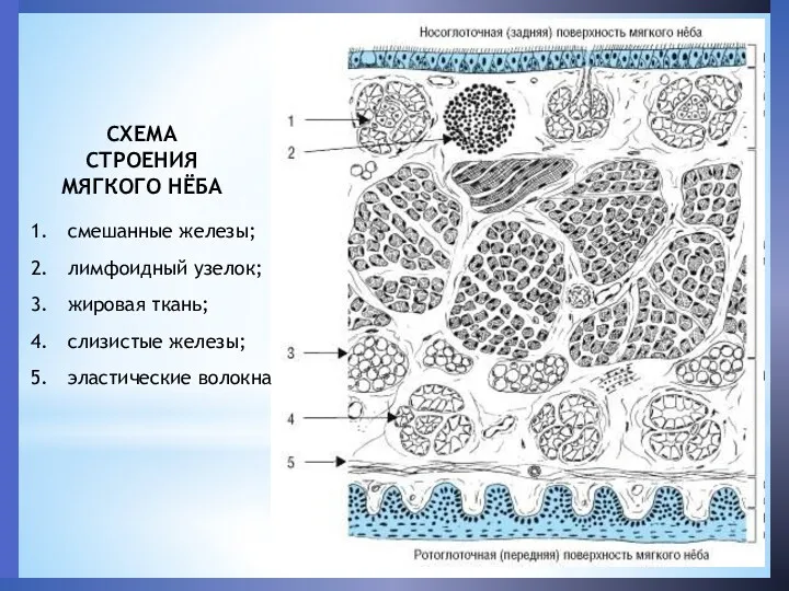 смешанные железы; лимфоидный узелок; жировая ткань; слизистые железы; эластические волокна СХЕМА СТРОЕНИЯ МЯГКОГО НЁБА