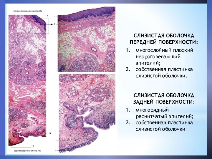 СЛИЗИСТАЯ ОБОЛОЧКА ПЕРЕДНЕЙ ПОВЕРХНОСТИ: многослойный плоский неороговевающий эпителий; собственная пластинка