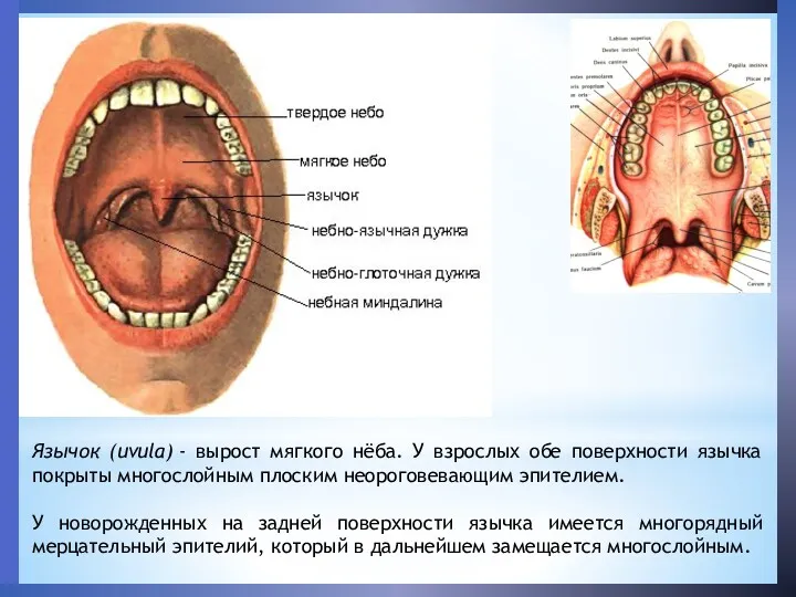 Язычок (uvula) - вырост мягкого нёба. У взрослых обе поверхности