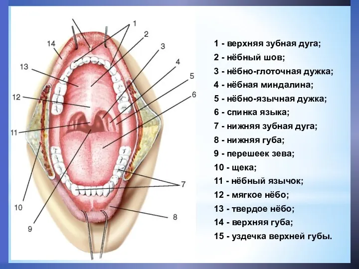 1 - верхняя зубная дуга; 2 - нёбный шов; 3
