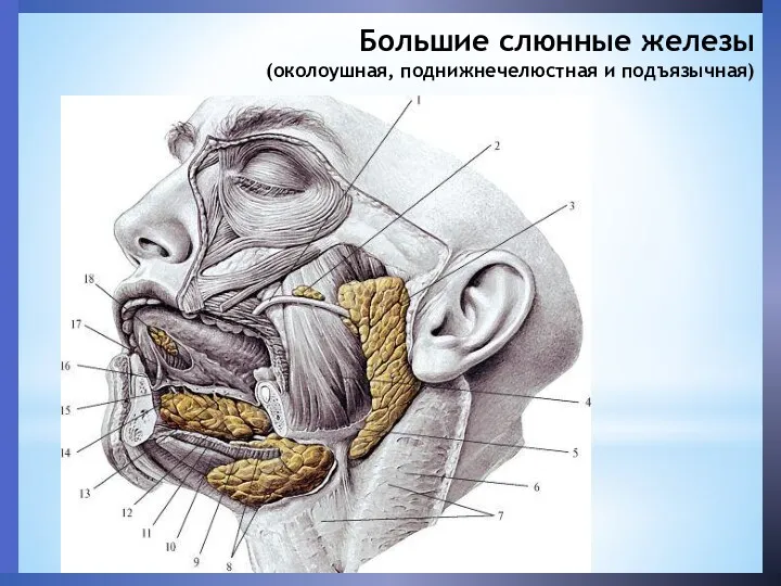 Большие слюнные железы (околоушная, поднижнечелюстная и подъязычная)