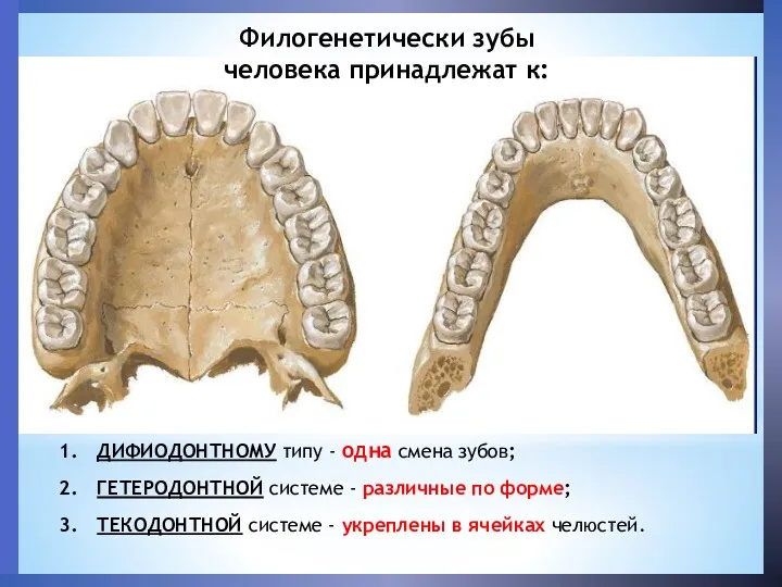 Филогенетически зубы человека принадлежат к: ДИФИОДОНТНОМУ типу - одна смена