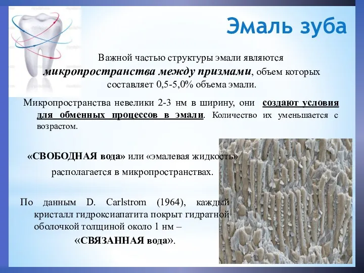 Важной частью структуры эмали являются микропространства между призмами, объем которых