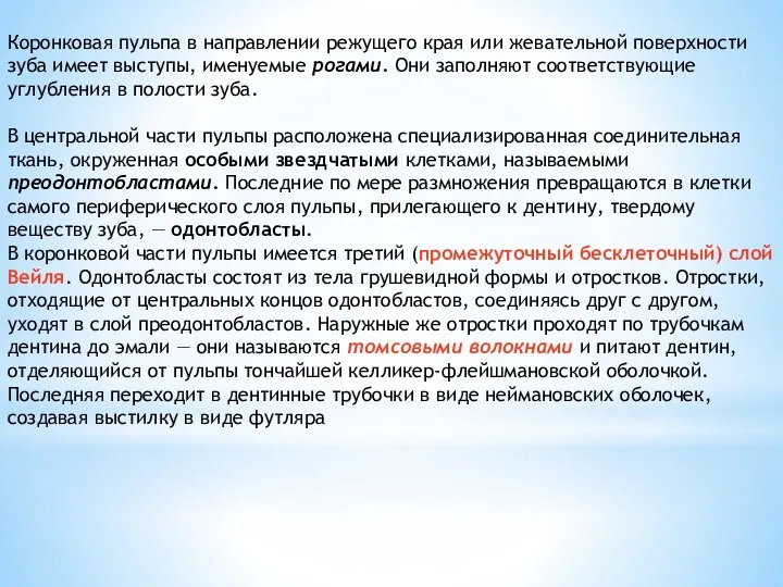 Коронковая пульпа в направлении режущего края или жевательной поверхности зуба