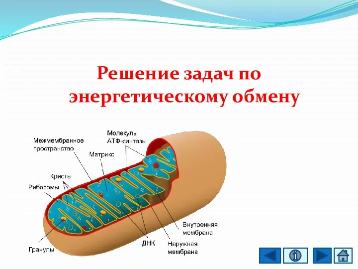 Решение задач по энергетическому обмену