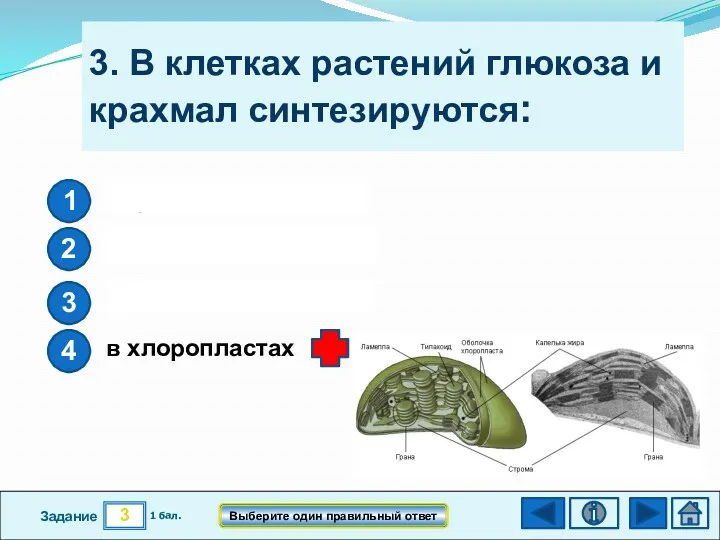 3 Задание 3. В клетках растений глюкоза и крахмал синтезируются: