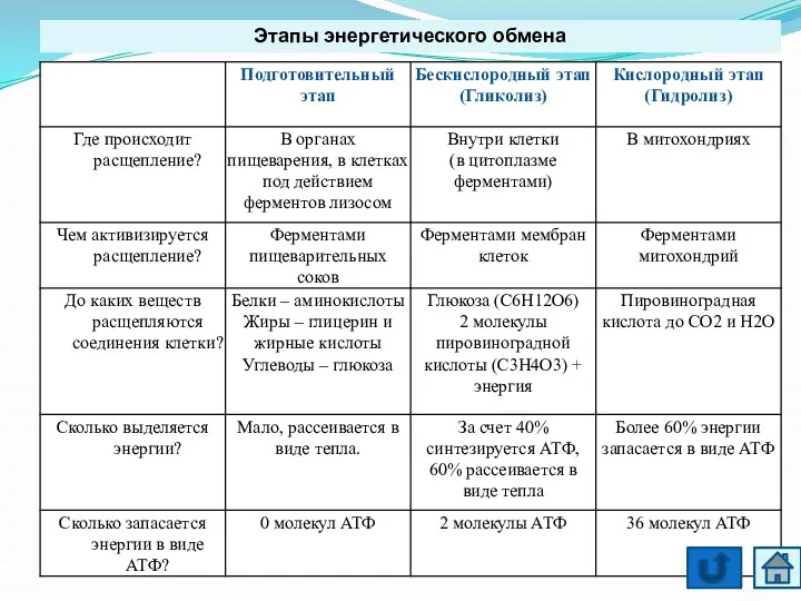 Этапы энергетического обмена