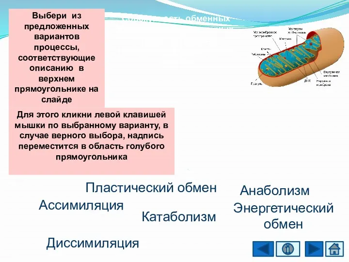 Катаболизм Диссимиляция Энергетический обмен Анаболизм Пластический обмен Ассимиляция . Совокупность