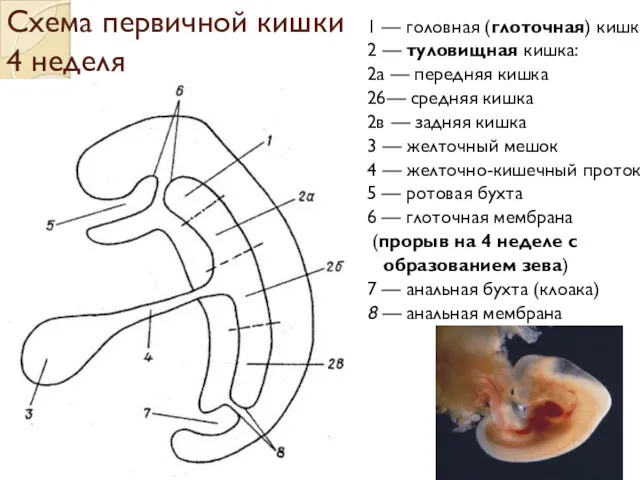 Схема первичной кишки 4 неделя 1 — головная (глоточная) кишка