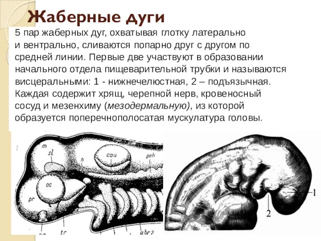 Жаберные дуги 5 пар жаберных дуг, охватывая глотку латерально и