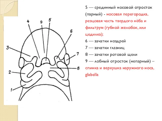 5 — срединный носовой отросток (парный) - носовая перегородка, резцовая