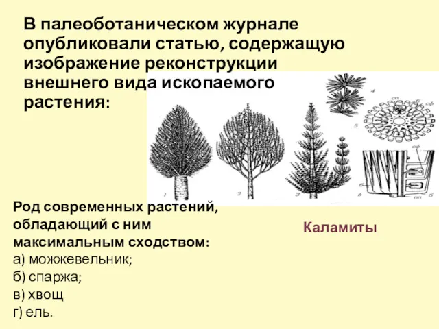 В палеоботаническом журнале опубликовали статью, содержащую изображение реконструкции внешнего вида ископаемого растения: Род
