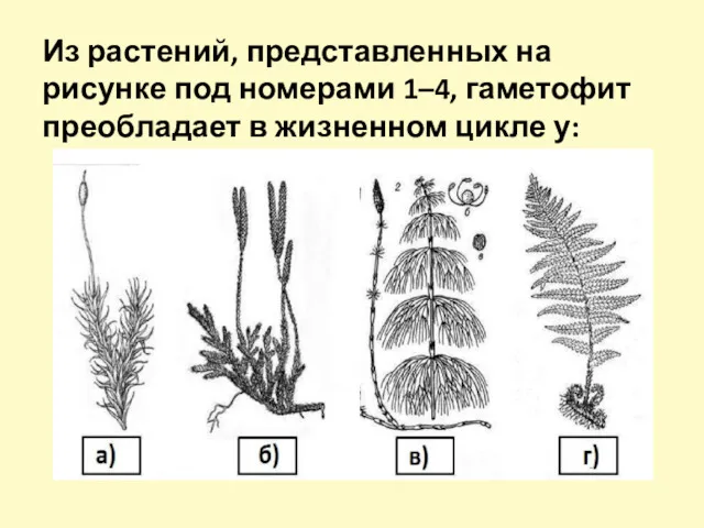 Из растений, представленных на рисунке под номерами 1–4, гаметофит преобладает в жизненном цикле у: