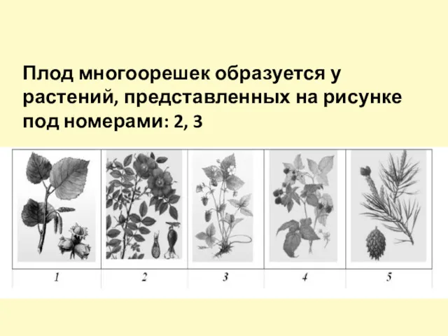 Плод многоорешек образуется у растений, представленных на рисунке под номерами: 2, 3