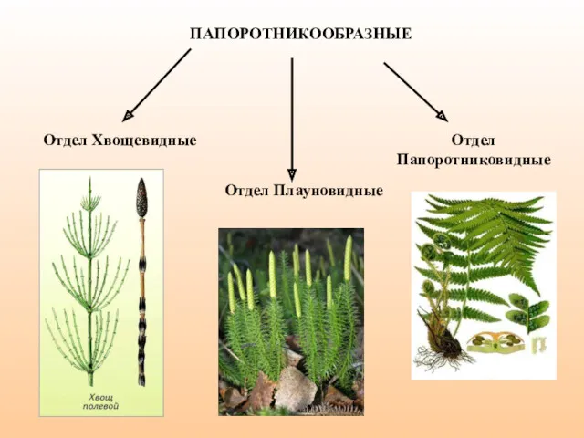ПАПОРОТНИКООБРАЗНЫЕ Отдел Хвощевидные Отдел Плауновидные Отдел Папоротниковидные