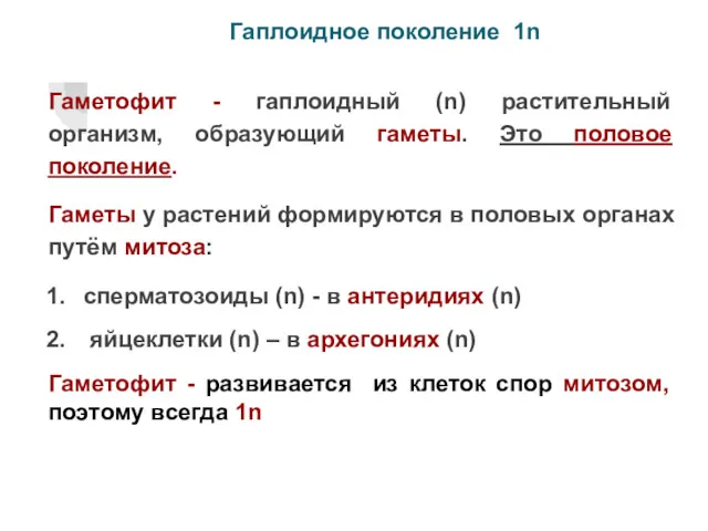 Гаплоидное поколение 1n Гаметофит - гаплоидный (n) растительный организм, образующий