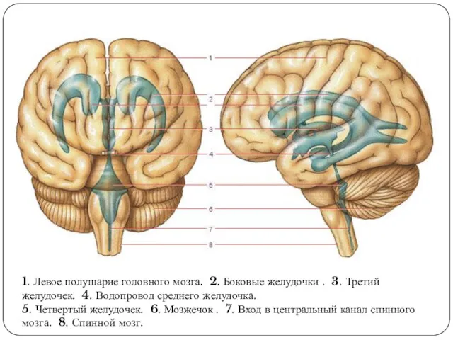 1. Левое полушарие головного мозга. 2. Боковые желудочки . 3.