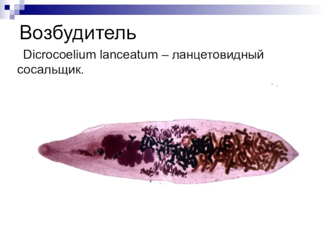 Возбудитель Dicrocoelium lanceatum – ланцетовидный сосальщик.
