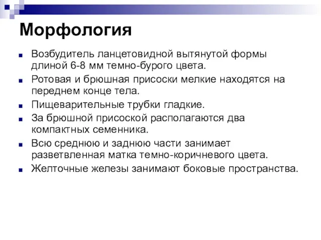 Морфология Возбудитель ланцетовидной вытянутой формы длиной 6-8 мм темно-бурого цвета.