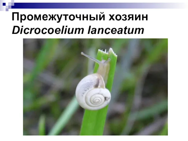 Промежуточный хозяин Dicrocoelium lanceatum