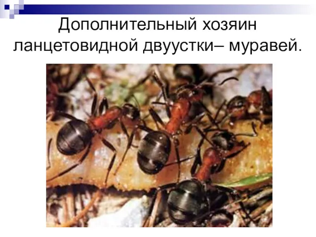 Дополнительный хозяин ланцетовидной двуустки– муравей.
